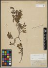 Foto von Salix arbuscula L.